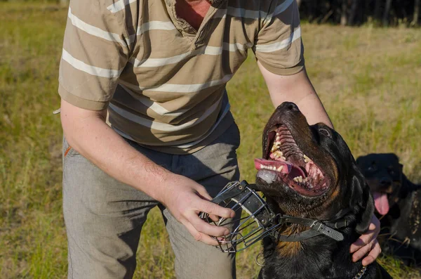An adult man puts a muzzle on the muzzle of a Rottweiler dog. The pet sits with its tongue out and looks into the man\'s eyes. Service dog breeding. Outdoor dog training. Part of a series