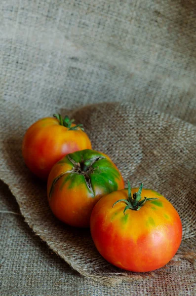 Tre Mogna Gula Tomater Säckning Demonstration Speciell Typ Tomater Odlar — Stockfoto