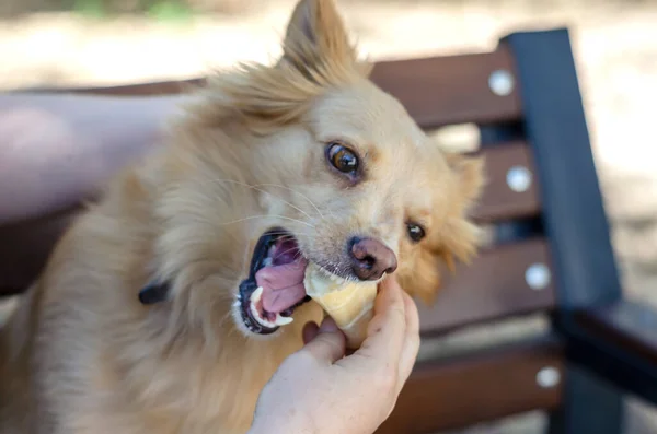 Una Mujer Adulta Comparte Helado Con Perro Durante Paseo Perro — Foto de Stock