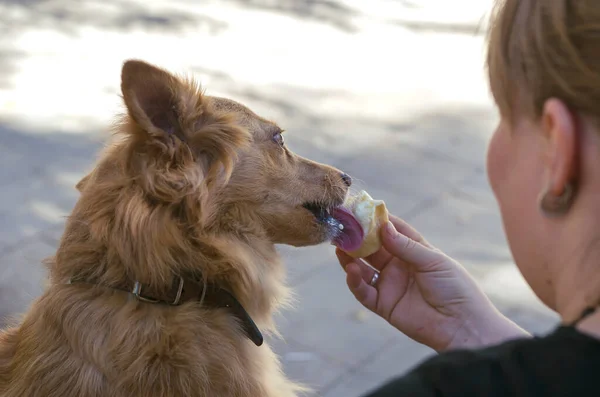 An adult woman shares ice cream with her dog during a walk. A long-haired mixed dog of mixed breed sits on the bench and eats ice cream. Love for animals.
