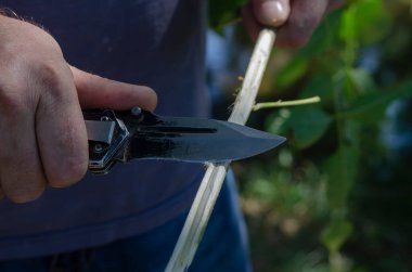 Bir adamın eli, bir dalı bıçakla keser. Yetişkin bir adam, katlanan bir bıçakla çalılıktan kesilmiş bir dalı keskinleştirir. Yürüyüş. Seçici odak.