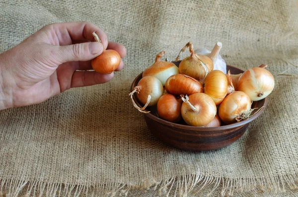 Mano Hombre Sostiene Una Pequeña Cebolla Piel Clusters Uncooked Onions — Foto de Stock