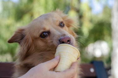 Dondurma yiyen melez bir köpeğin portresi. Uzun saçlı kırmızı evcil hayvan bir kadının elinden dondurma yiyor. Hayvanlar için aşk.