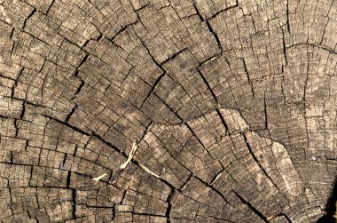 Yaşlı bir ağaç kütüğünün dokusu. Yetişkin bir ağacın kısmi kalın gövdesi. Soyut çoklu görev arkaplanı.