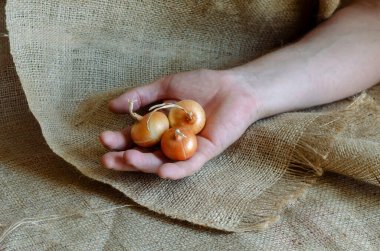 Olgun ampullü bir adamın avuç içi. Kabukta çiğ soğan. Sebze yetiştiriyorum. Tarım işi. Seçici odak.