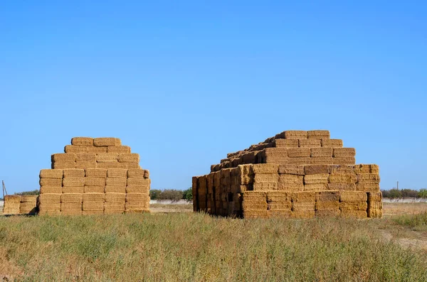 Piled Stacks Dry Straw Collected Animal Feed Dry Baled Hay — Stock Photo, Image