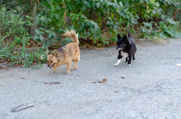 Two Little Cute Stray Dogs Walking Street Black White Red — Stock Photo, Image