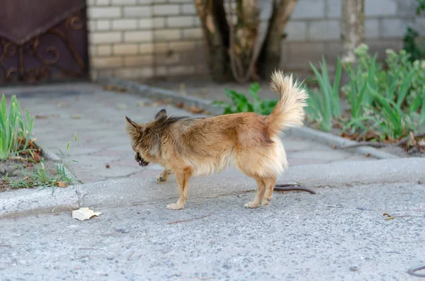 Sokakta Yürüyen Küçük Sevimli Sokak Köpeği Kırmızı Bir Köpek Neşeyle — Stok fotoğraf