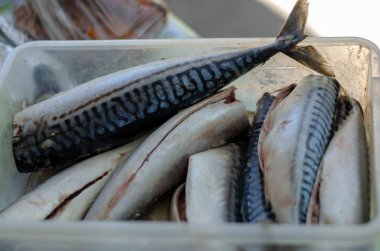 Bir grup çiğ uskumru plastik tepside. Okyanus balığı leşleri, daha fazla pişirilmeye hazır. Bir açıdan üstten bak. Seçici odak