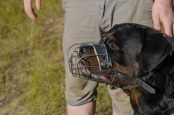 Portrait Rottweiler Dog Metal Muzzle Pet Sits Next Man Looks — Stock Photo, Image