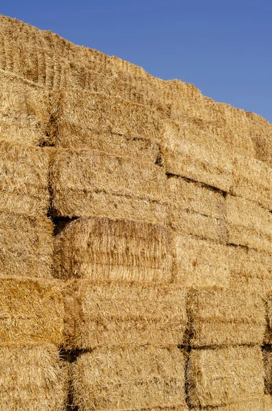 Pilhas Empilhadas Palha Seca Coletadas Para Alimentação Animal Fardos Feno — Fotografia de Stock