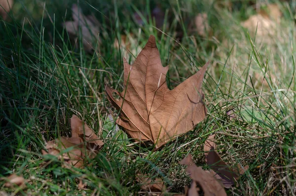 Fallen Maple Leaf Green Grass Large Dry Yellow Leaf Sunlight — Stock Photo, Image