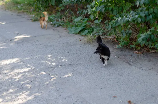 Küçük Sevimli Sokak Köpeği Cadde Boyunca Yürüyorlar Siyah Beyaz Kırmızı — Stok fotoğraf