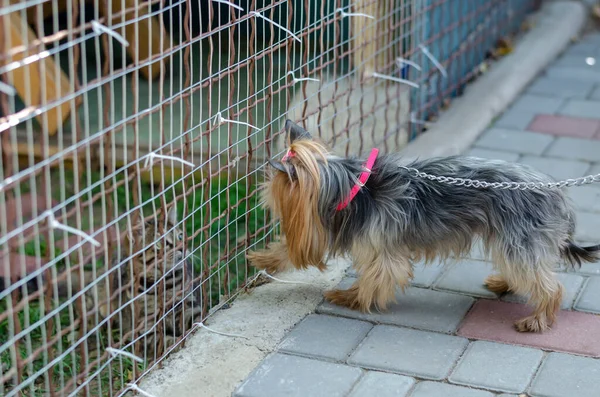 An 11 year old Yorkshire terrier examines a cute tabby kitten behind a mesh fence. Communication of dogs and cats during a walk. Elderly pet care concept. Selective focus