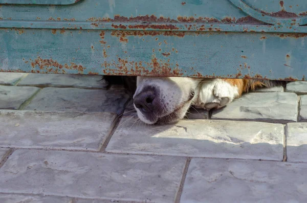 Berner Mountain Dog Ras Hond Kijkt Uit Van Onder Poort — Stockfoto