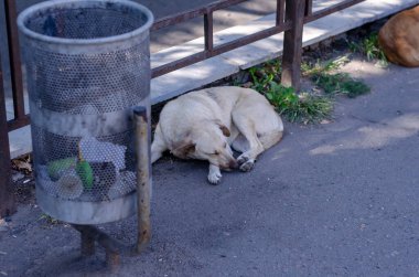 Çöp tenekesinin yanında sokakta uyuyan evsiz beyaz bir köpeğin portresi. Bir melez hayvan yerde yatıyor. Kayıp ve terk edilmiş hayvanlar konsepti. Seçici odak.
