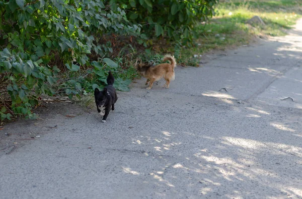 2匹の可愛い野良犬が通りを歩いている 黒と白と赤の犬は緑の茂みに沿って単に走ります ペット — ストック写真