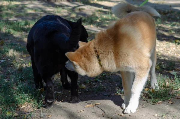 日本Akita Inu小狗在狗狗公园遇见了一只成年的黑色拉布拉多犬 5个月大的秋田小狗和11岁的雌性黑色拉布拉多猎犬 — 图库照片