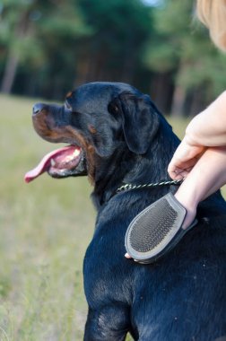 Rottweiler köpeğine bakıyorum. Köpeğinin tüylerini diken diken eden yetişkin bir kadının kürkünü dışarı çıkartmak için. Evcil hayvanın tenine özel bir eldiven takıp masaj yapıyor..