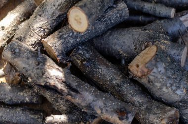 Yakacak odunların rastgele dağılması. Kesilmiş kiraz dalları. Meyve odunu yakacak. Bir açıdan üstten bak. Seçici odak