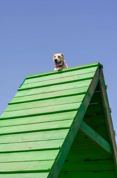 Portret Van Een Hond Van Centraal Aziatische Herder Ras Een — Stockfoto