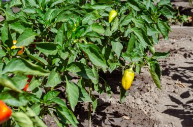 Yaz güneşli bir günde olgunlaşan kırmızı çan biberi çiftliğinin arka planı. Mutfak bahçesinde tatlı biber yatakları. Seçici odak.