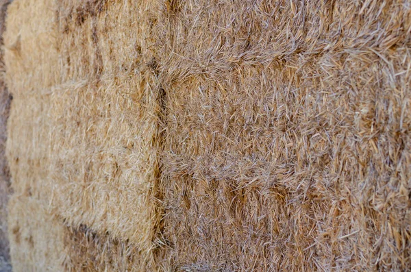 Texture Dry Straw Rectangular Bales Close Rectangular Bales Straw Natural — Stock Photo, Image