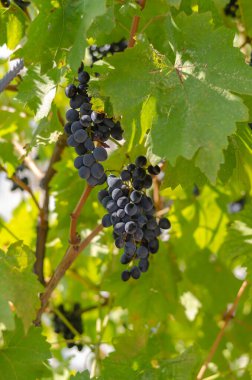 Üzüm bağındaki dalda bir demet olgun sulu üzüm. Kırmızı şarap üzümleri hasat için hazır. Seçici odak