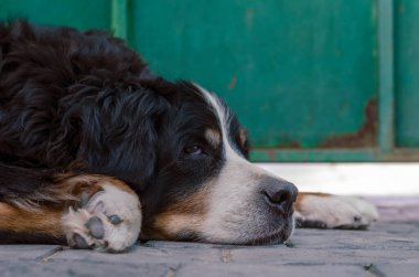 Bir Bernese dağ köpeğinin portresi asfaltta uyuyor. 10 yaşında bir evcil hayvan kulübenin ön bahçesinde kestiriyor. Yakın plan. Seçici odak.
