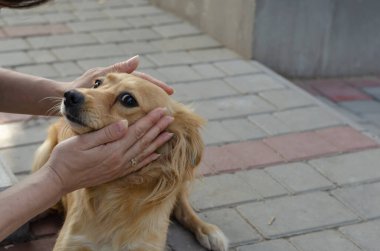 Dişi eller küçük kırmızı melez bir köpeği okşar. Dışarıda kaldırımda sevimli uzun saçlı bir köpek yatıyor. Hayvanları sev..