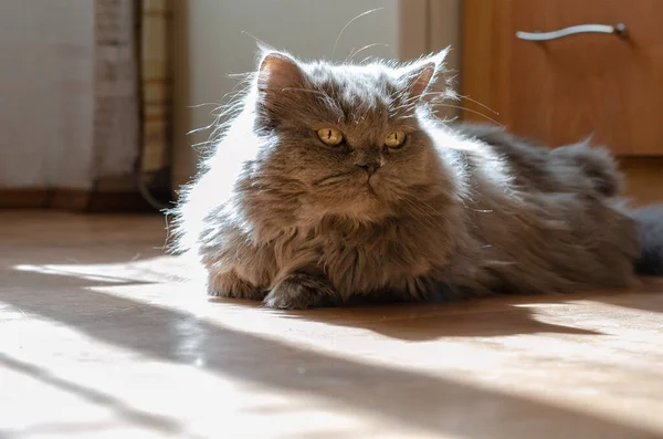 Portrét Šedé Načechrané Patnáctileté Kočky Ležící Uvnitř Podlaze Dlouhovlasá Kočka — Stock fotografie