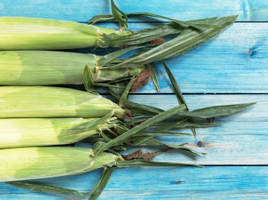 Taze mısır topalmış kulak, rustik mavi ahşap arka plan üzerinde kabuk ile tatlı mısır koçan, üst görünümü