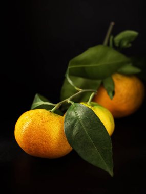 Siyah bir taş yüzeyde yaprakları olan mandalinalar. Yakın plan. Citrus..