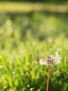 Sonbahar, yeşil çimenlerin üzerinde karahindiba. Yakın plan. Kısmi odaklanma. Uzayı kopyala Manzara, sonbahar parkı.
