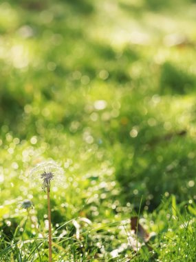 Sonbahar, yeşil çimenlerin üzerinde karahindiba. Yakın plan. Kısmi odaklanma. Uzayı kopyala Manzara, sonbahar parkı.