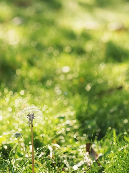 Autumn, dandelion on a background of green grass. Close-up. Partial focus. Copy space. Landscape, autumn park.