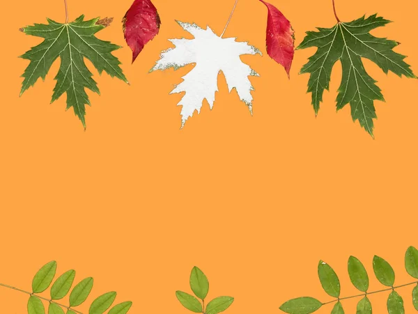 Hojas de otoño de acacia de arce y sauce sobre un fondo naranja. Hojas aisladas. Vista superior. Espacio de copia se encuentra entre las hojas en la parte central del fondo . — Foto de Stock