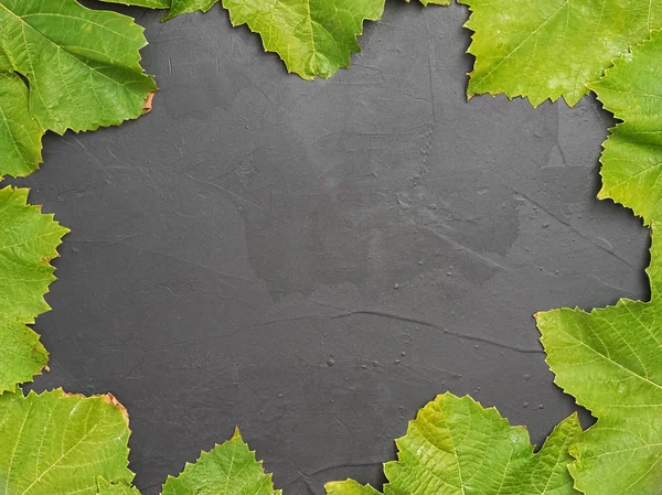 Autumn green grape leaves laid out in a circle on a black concrete background. View from above. Copy space