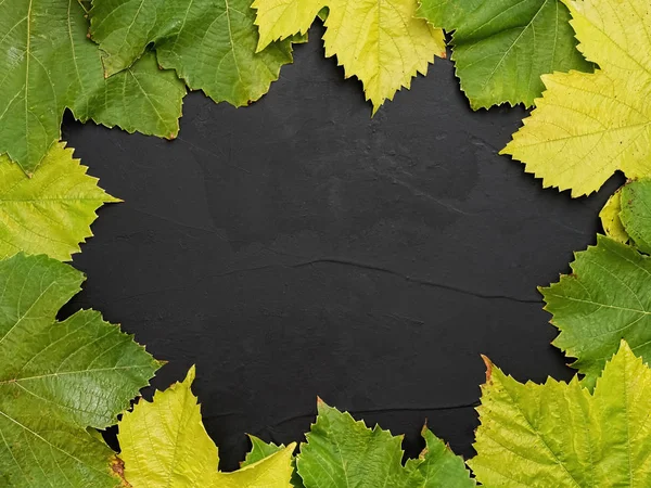 Jesienne zielone i żółte liście winogron rozłożone w kole na czarnym betonowym tle. Widok z góry. Przestrzeń kopiowania — Zdjęcie stockowe