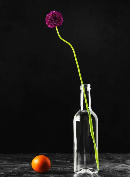 Blooming Wild Onions Glass Water Bottle Isolated Black Background Studio — Stock Photo, Image
