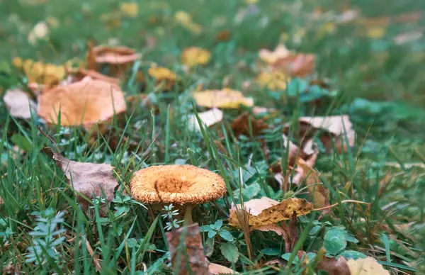 One yellow mushroom (Boletus edulis) on green grass background with fallen leaves. Close-up, shallow depth of field with copy space. Edible Mushroom.