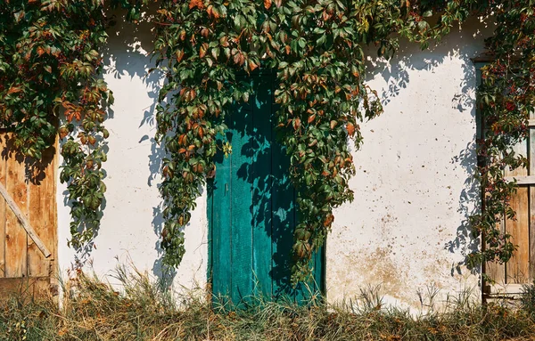 Old try with a wooden textured door, an old wall with crumbling plaster, overgrown with wild grapes. The wall and tree show signs of exposure to time and weather. sunlight on wall
