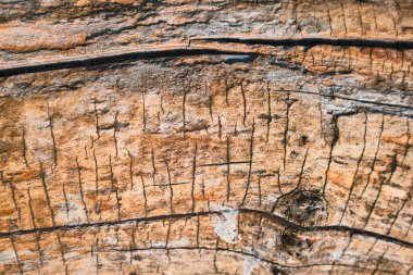 Ağaç kabuğu olmayan eski bir ağacın rahatlama yapısı. Arkaplan dekorasyonu