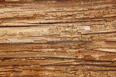 Makro lifleri ile eski ahşap