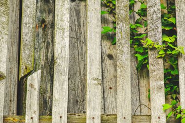 Duvarda sürünen bir bitki