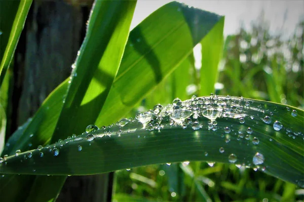 Hoja Verano Con Gotas — Foto de Stock