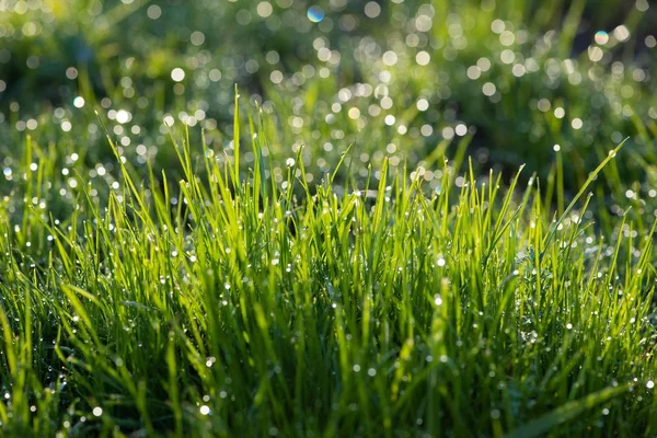 Hierba Verano Crece Rápidamente Atrae Atención Con Frescura — Foto de Stock