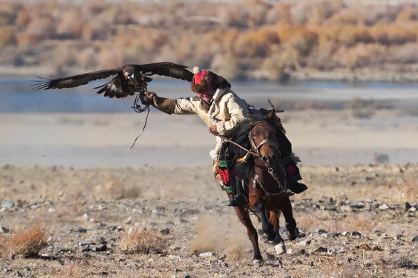 Bajan Olgii Mongolia Października 2018 Nieznany Myśliwy Golden Eagle Pokazuje — Zdjęcie stockowe