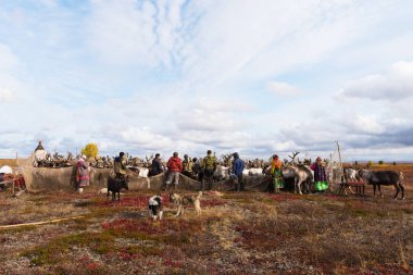 Yamal, Rusya Federasyonu - 21 Eylül 2018: Göçebe çobanları reindeers yıllık aşı kamp için yol. Göçebe insanlar geçirir onun Ren geyiği sürüsü bütün yıl için zengin mera arayışı ile.