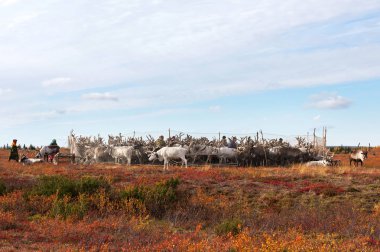 Yamal, Rusya Federasyonu - 21 Eylül 2018: Göçebe çobanları reindeers yıllık aşı kamp için yol. Göçebe insanlar geçirir onun Ren geyiği sürüsü bütün yıl için zengin mera arayışı ile.